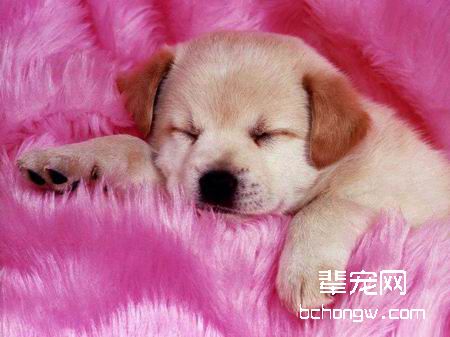 解读狗的语言