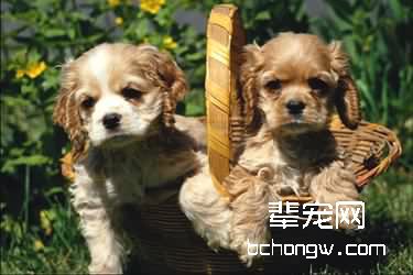 狗的吠叫信号