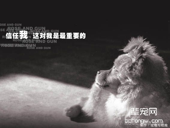 狗狗的内心世界