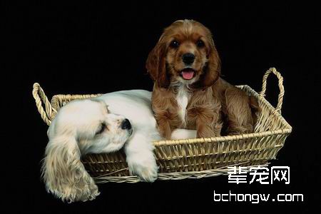 狗的睡眠习惯