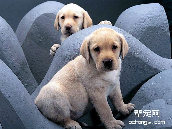 狗的感觉机能
