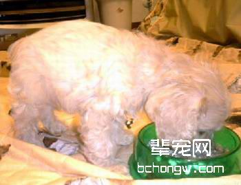 狗的消化特征
