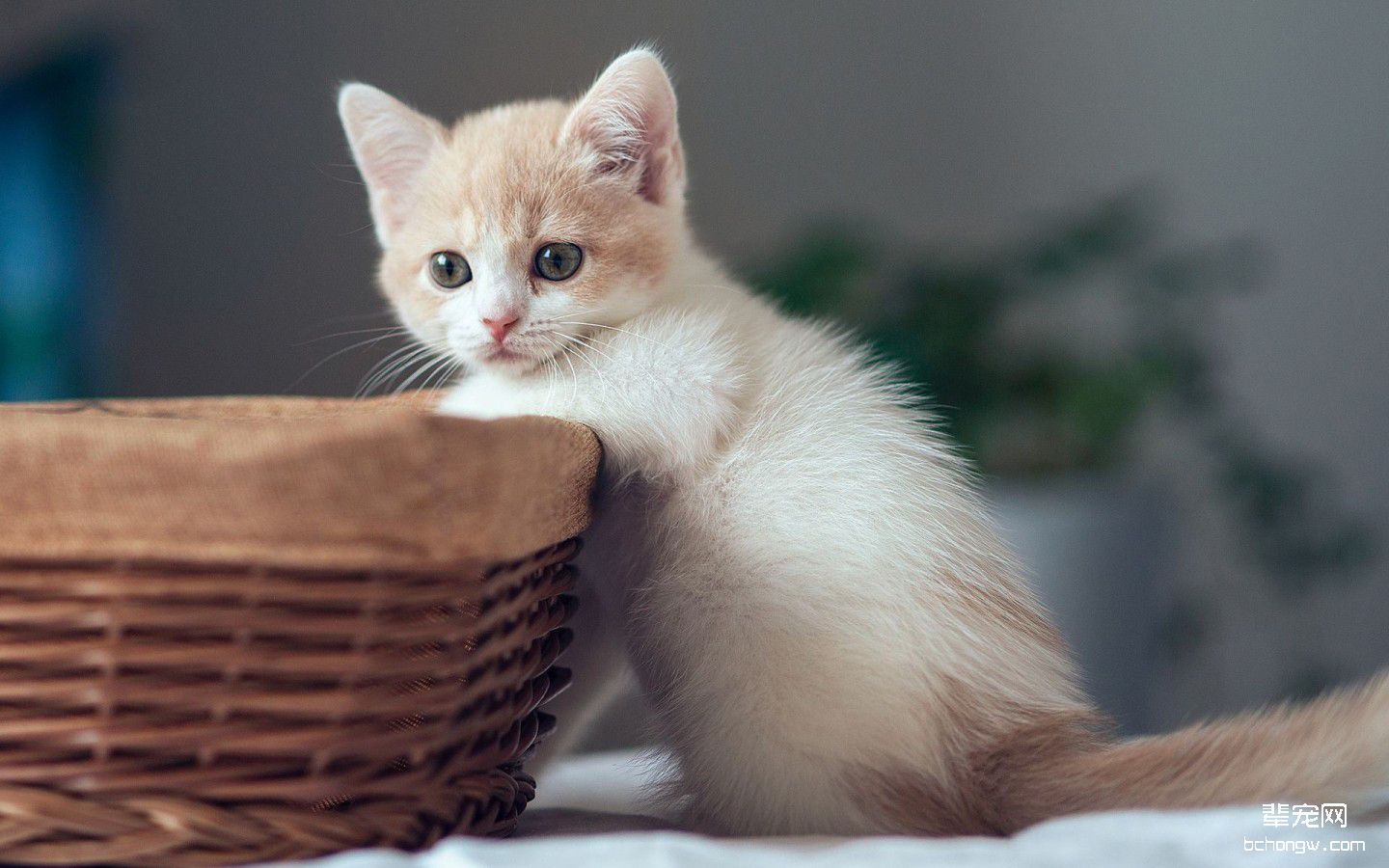萌猫桌面高清壁纸