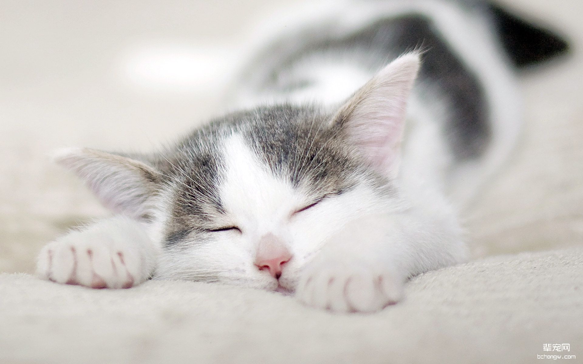可爱的小猫壁纸桌面