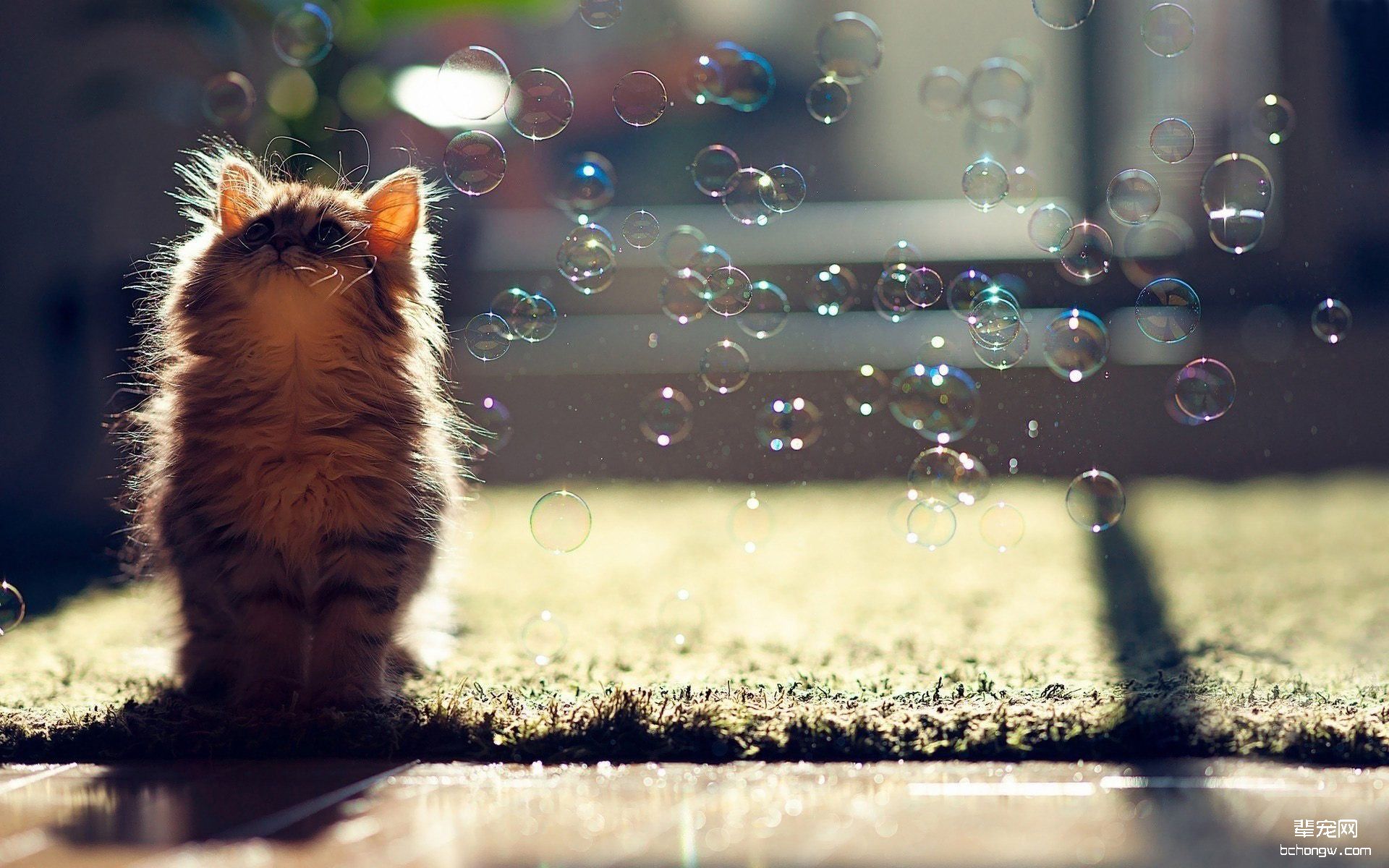 可爱的小猫电脑桌面壁纸