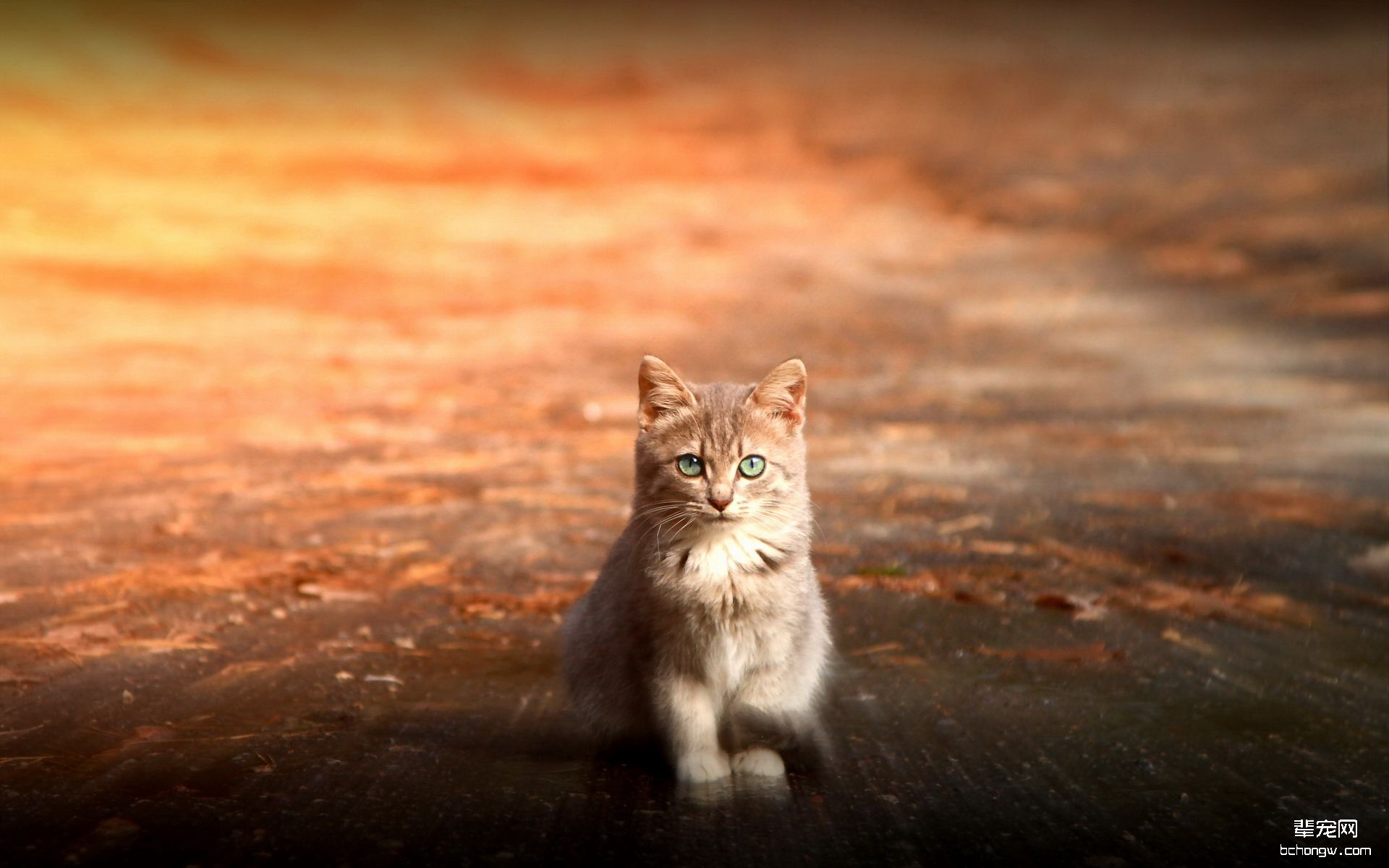 可爱的猫咪高清壁纸
