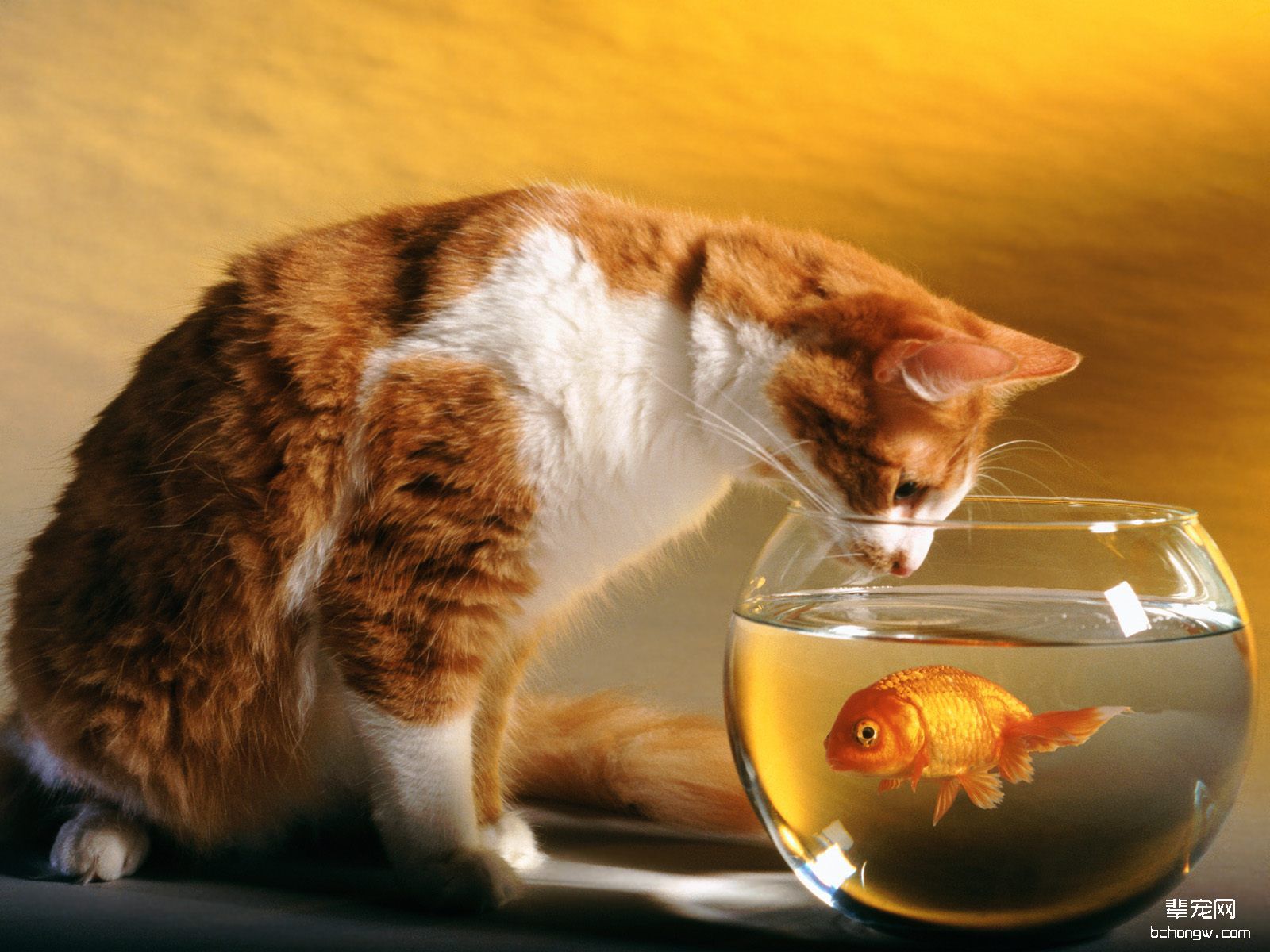 可爱小黄猫高清壁纸