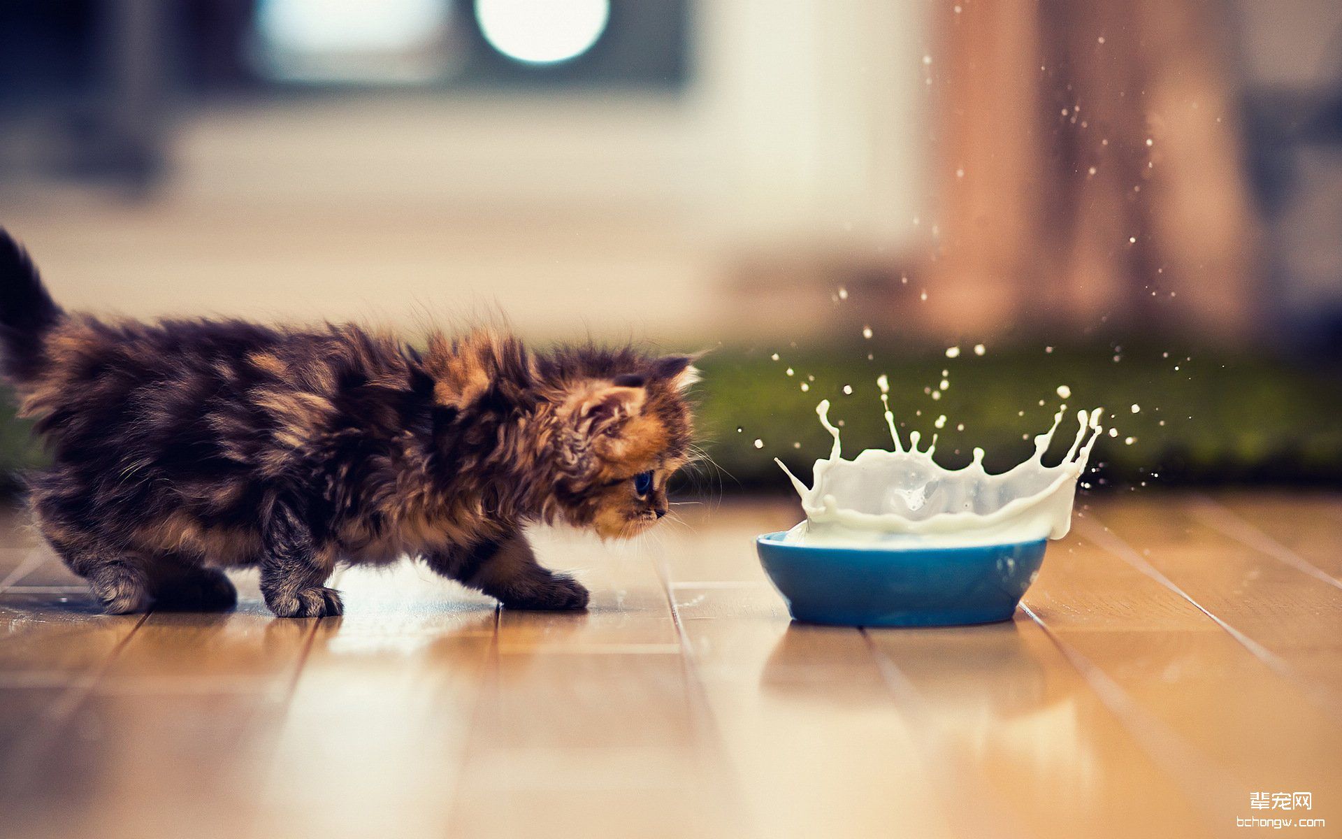 可爱的小猫高清壁纸