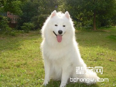 训练宠物狗应了解哪些重要性