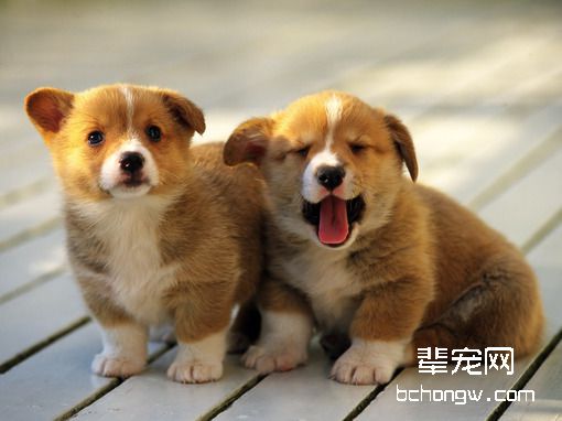 如何成功驯服制止狗狗乱叫？