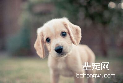 避免狗狗挑食应坚持的原则