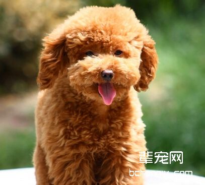 如何把泰迪犬训练的更好？