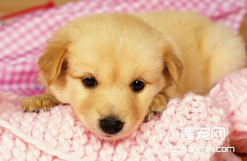 驯服狗狗拒食的技巧和方法