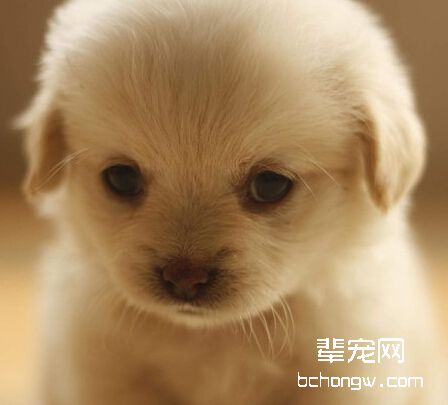 有哪些方法可以让狗狗安静？