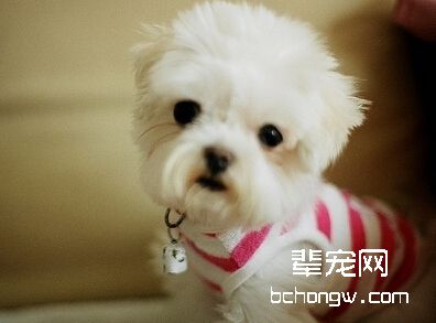 哪些方法可以解决狗狗喝马桶的水