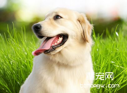 改正宠物犬恶习的法则有哪些