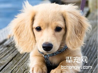 培养狗狗具有忠诚性格的技巧