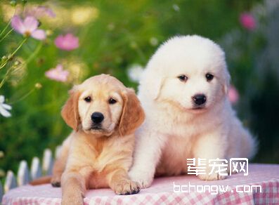 训练爱犬学习趴下的要领