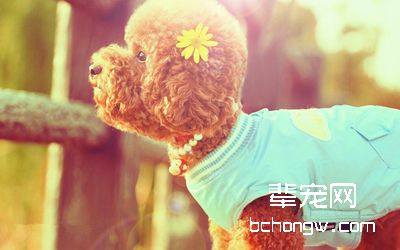 制止爱犬乱叫的方法和经验
