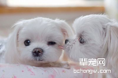 训练出一个听话狗狗需要什么技巧？