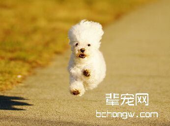 训练宠物狗坏习惯的方法