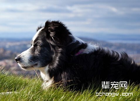 训练狗狗的服从性需要哪几步？
