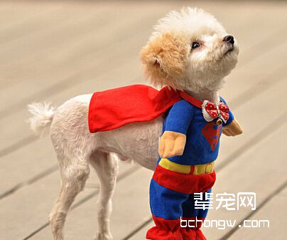如何纠正狗狗爱啃咬东西？