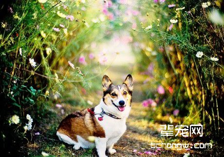 驯服爱犬给主人送东西的步骤