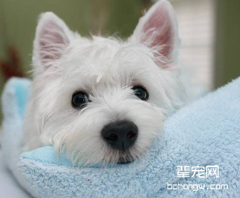 训练狗狗应从尽早开始