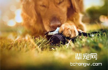 如何诱导狗狗在室内排便？