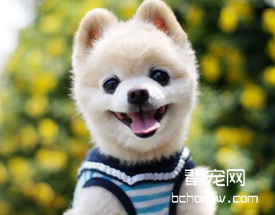 驯服狗狗方法不当出现的后果