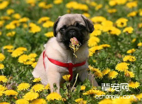 狗狗喜欢啃咬主人的手脚怎么办？