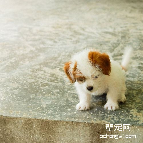 如何杜绝狗狗的挑食坏习惯？