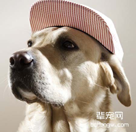 驯服犬不挑食的好策略