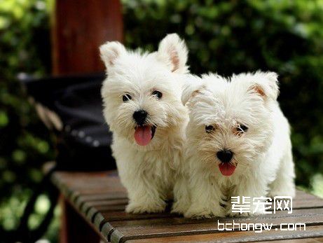 如何制止狗狗的乱叫？