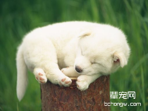 如何让狗狗依赖主人？