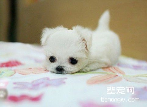 训练狗狗走路步伐的技巧