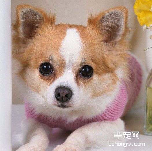 如何对付厌食的狗狗?