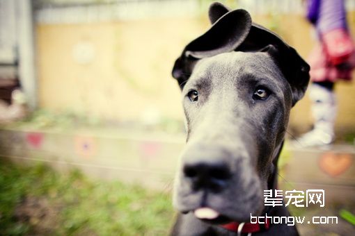 怎样让爱犬变得自信？