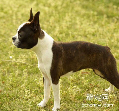 如何让爱犬学习服从?