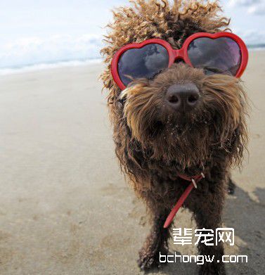 主人如何和小犬培养好关系?