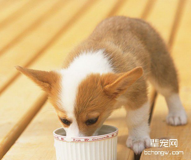 狗狗在吃食方面应有所训练