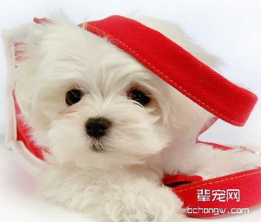 塑造乖巧狗狗的技巧