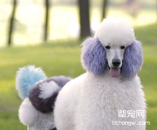 纠正狗狗恶习应有一定技巧