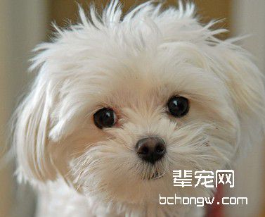 制止狗狗扑咬人的技巧有哪些?