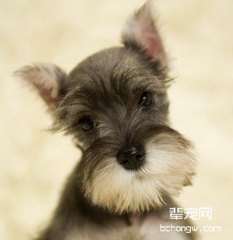 调教狗狗要选择好时期