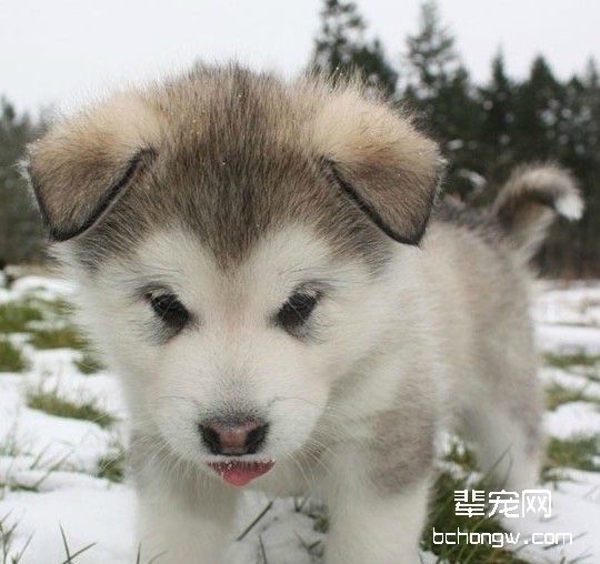 培养狗狗独处能力的技巧