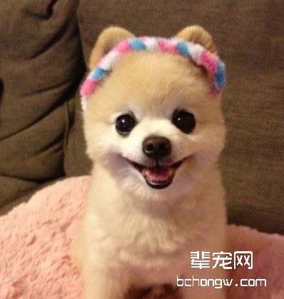 如何培养狗狗吃饭端正老实？