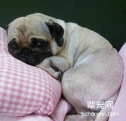 怎样让自己的狗狗更乖巧?