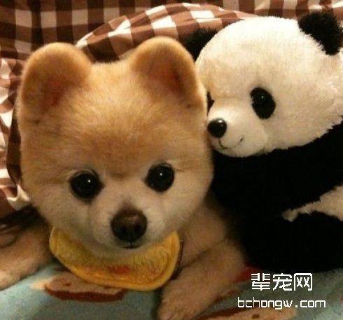 锻炼狗狗迎接客人的方法